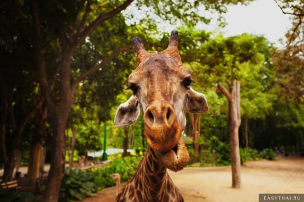 Жираф в зоопарке Таиланда